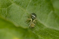 Heliophanus camtschadalicus