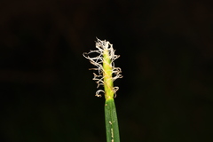 Eleocharis quadrangulata