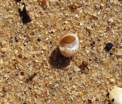 Tanea sagittata