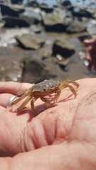 Cyrtograpsus angulatus