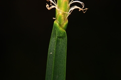Eleocharis quadrangulata