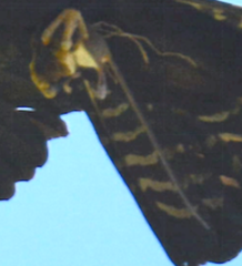 Vandeleuria oleraceus