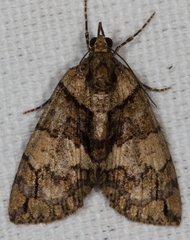 Hydriomena transfigurata