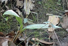 Erythronium umbilicatum