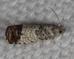 Pammene medioalbana
