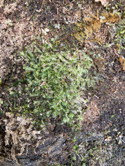 Diplophyllum