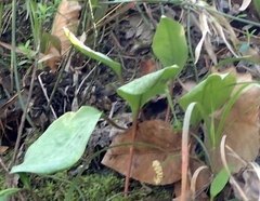 Erythronium umbilicatum