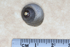 Chlorodiloma adelaidae