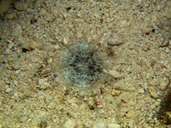 Actinostella flosculifera