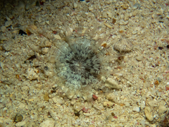 Actinostella flosculifera