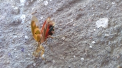 Acontista mexicana
