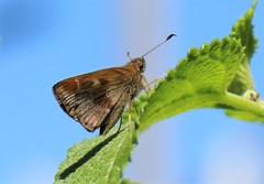 Cymaenes odilia
