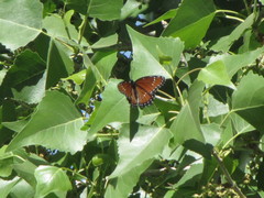 Limenitis archippus obsoleta
