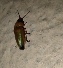 Luciolinae
