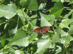 Limenitis archippus obsoleta