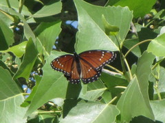 Limenitis archippus obsoleta