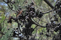 Callitris rhomboidea