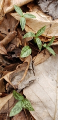 Trillium recurvatum