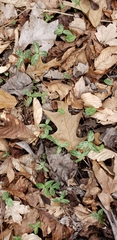 Trillium recurvatum