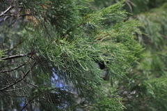 Callitris rhomboidea