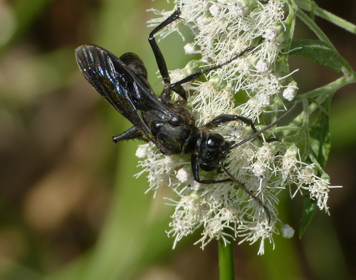 org/photos/1160143 相关观察 照片 / 音频 什么宾夕法尼亚掘土蜂