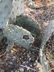 Phyllosticta concava