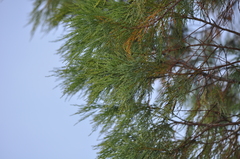 Callitris rhomboidea