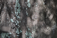 Callitris rhomboidea