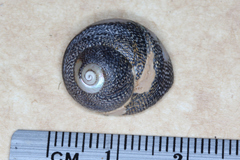 Chlorodiloma odontis