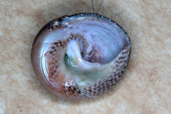 Chlorodiloma odontis