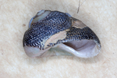 Chlorodiloma odontis