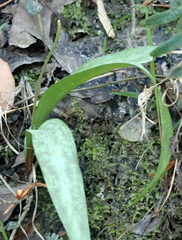 Erythronium umbilicatum