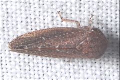 Putoniessa