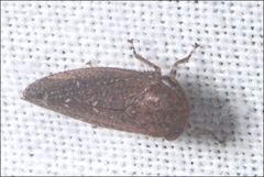 Putoniessa
