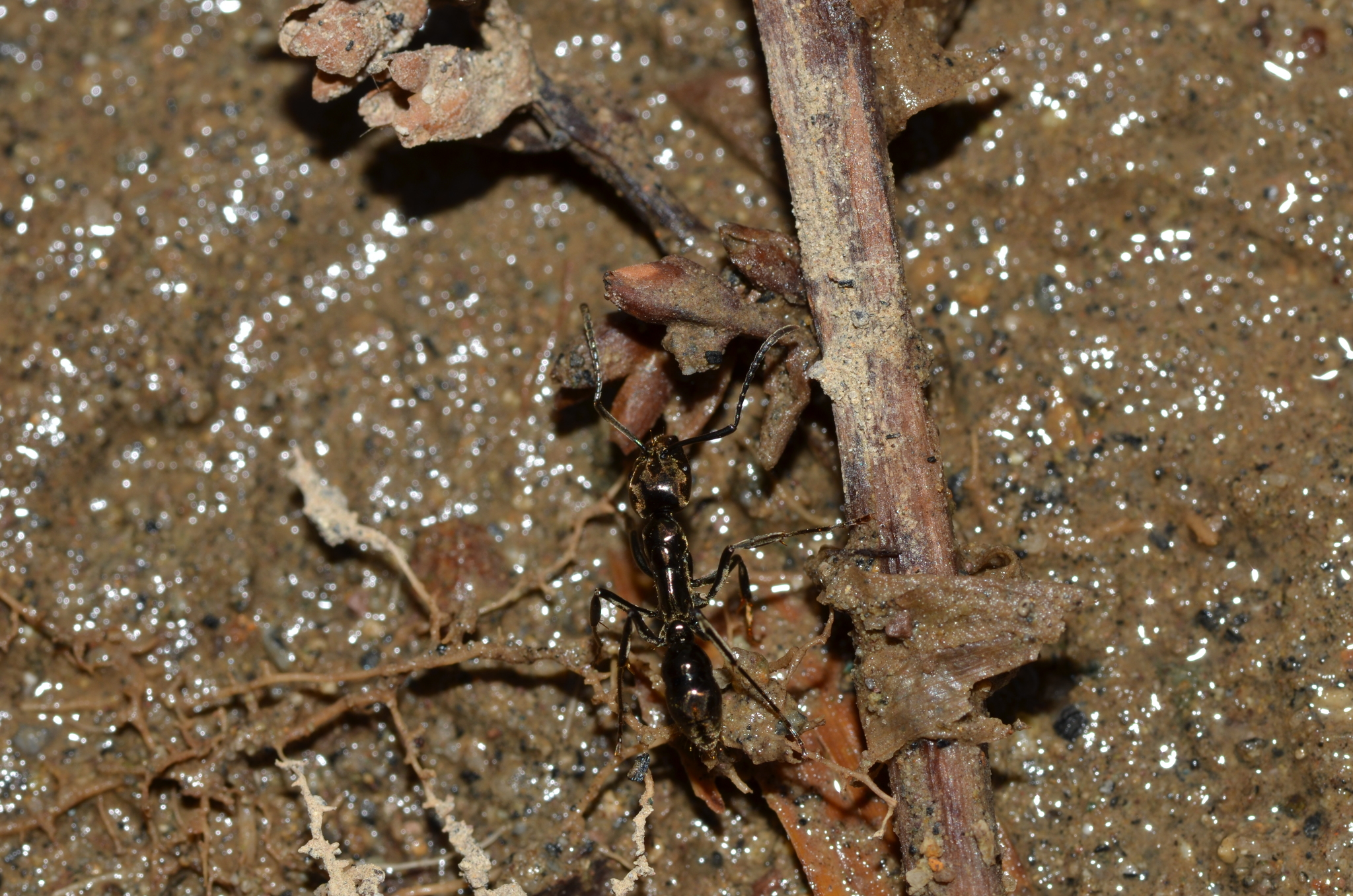 Neoponera aenescens