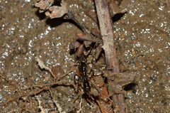 Neoponera aenescens