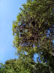 Callitris rhomboidea