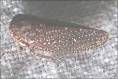 Putoniessa