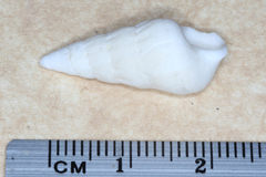 Opalia granosa