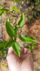 Pomaderris hamiltonii