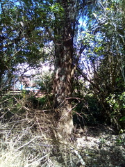 Callitris rhomboidea