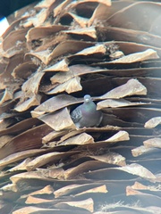 Columba livia