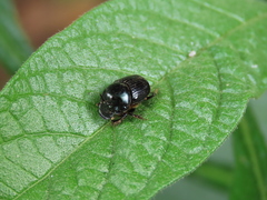 Onthophagus