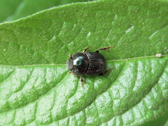 Onthophagus