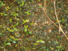 Gasteracantha cancriformis