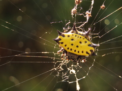 Gasteracantha cancriformis