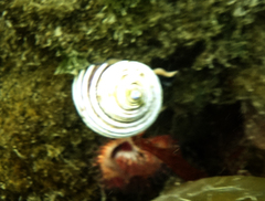 Calliostoma ligatum