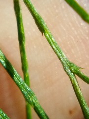 Callitris rhomboidea