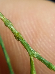 Callitris rhomboidea