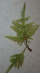 Camptochaete arbuscula